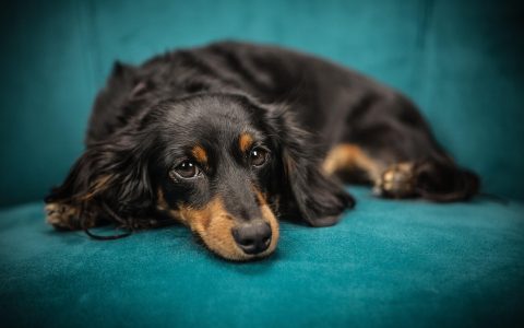 Senior dog resting near a carpeted ramp and non-slip rugs in a modern home living room.