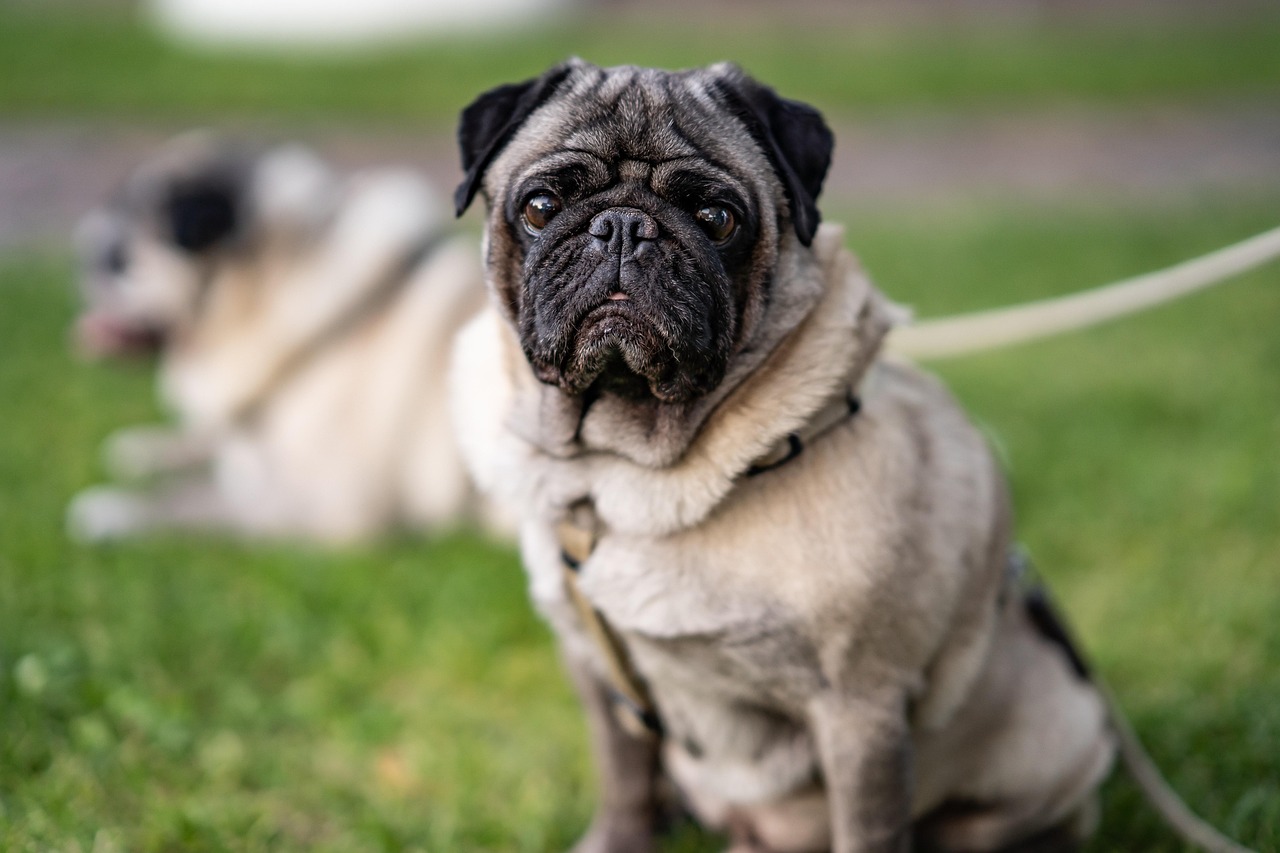 A Pug wearing a properly fitted vest harness instead of a neck collar.