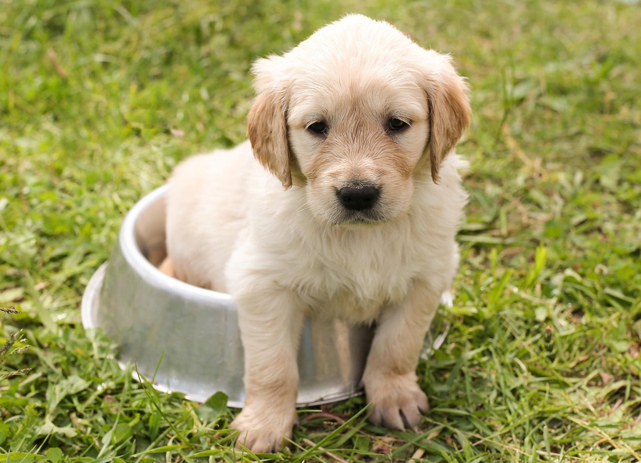 A flat-faced dog drinking fresh water from a bowl.
