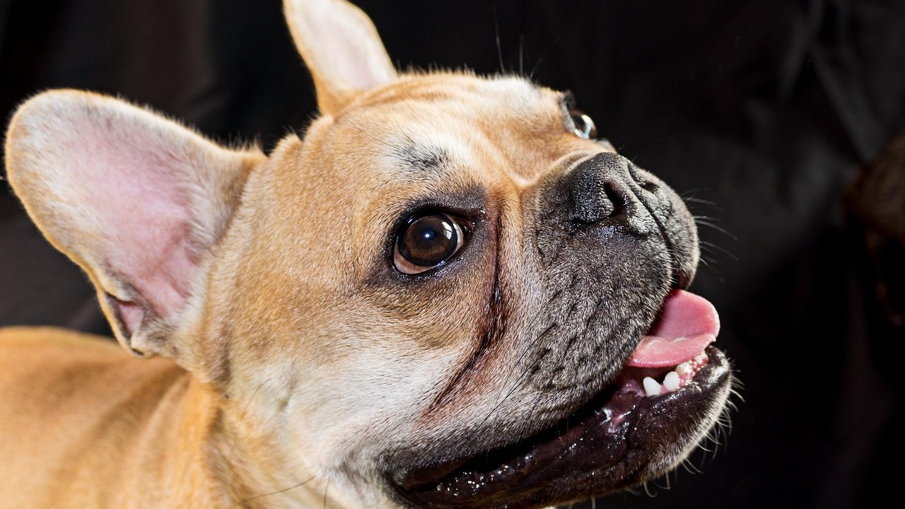 A French Bulldog lying comfortably on a cool indoor tile floor during warm weather.