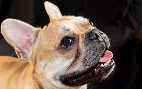 A French Bulldog lying comfortably on a cool indoor tile floor during warm weather.