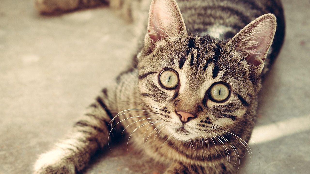 A domestic shorthair cat resting comfortably indoors while wearing a soft blue recovery suit.