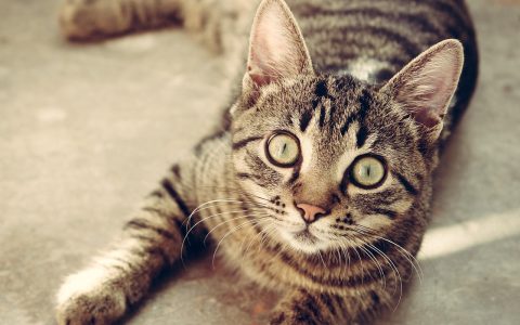 A domestic shorthair cat resting comfortably indoors while wearing a soft blue recovery suit.