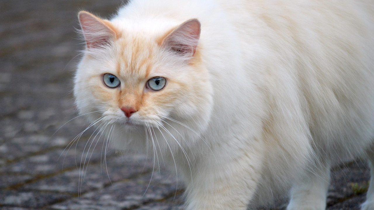 Close-up of a domestic cat wearing colorful vinyl nail caps on its front paws.