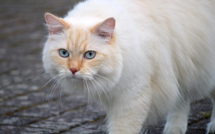 Close-up of a domestic cat wearing colorful vinyl nail caps on its front paws.