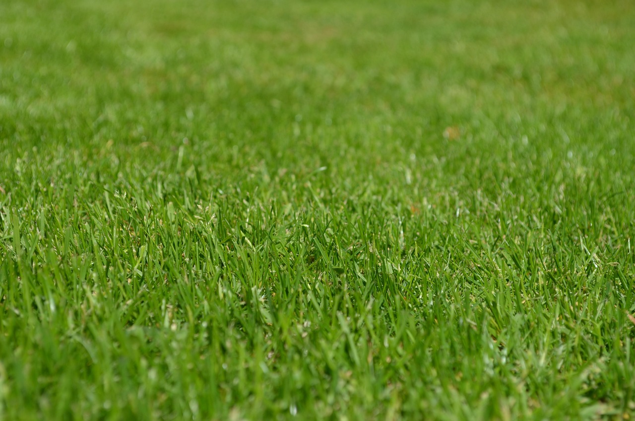 Homeowner spreading clover seeds on bare soil