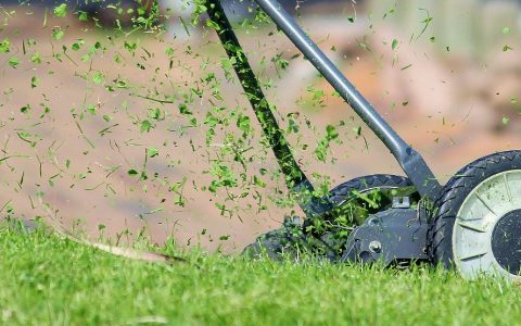 Close-up of a lush green clover lawn in a suburban yard