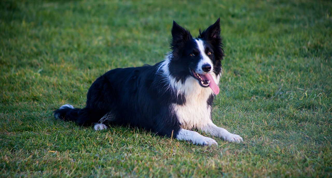 A well-trained dog sitting calmly on backyard grass.