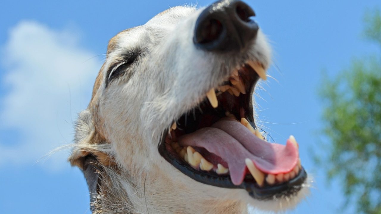 Veterinarian carefully lifting a dog lip to inspect teeth and gums during a routine checkup
