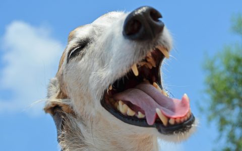 Veterinarian carefully lifting a dog lip to inspect teeth and gums during a routine checkup