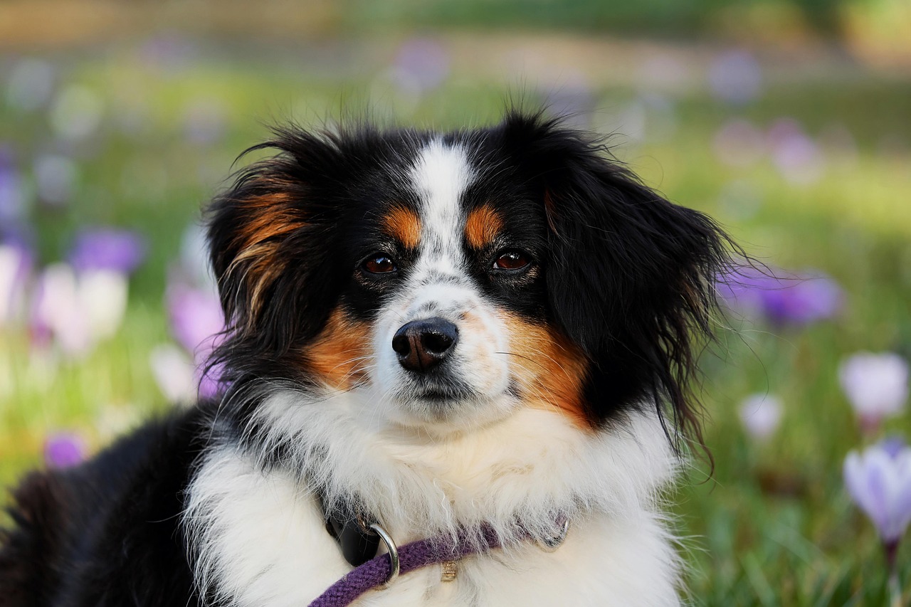 Cute floppy eared dog shaking head outdoors