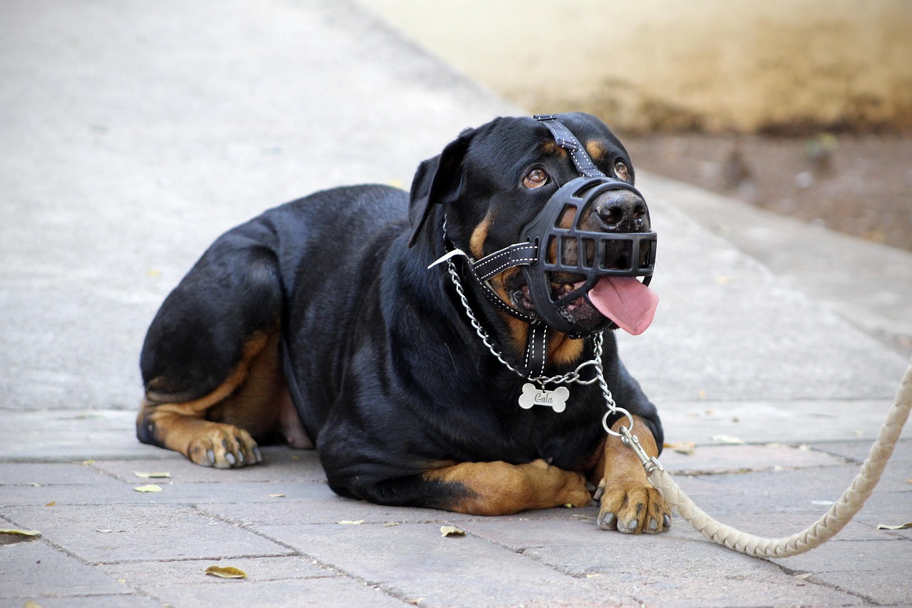 A dog calmly wearing a basket muzzle while receiving treats from its owner.