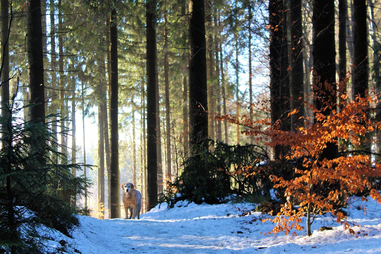 A hiker walking through a forest path with an alert dog.