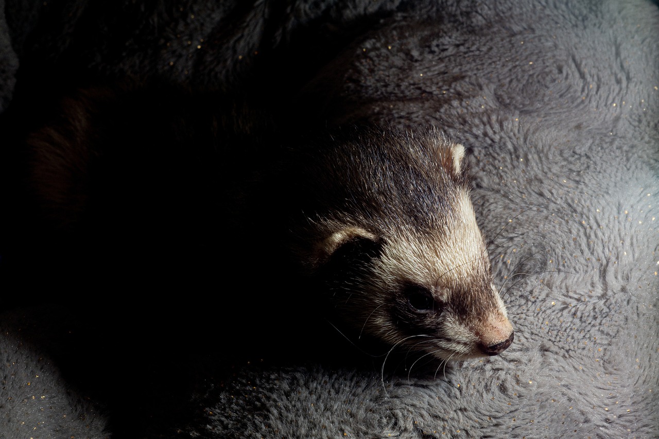 Veterinarian carefully examining a domestic ferret