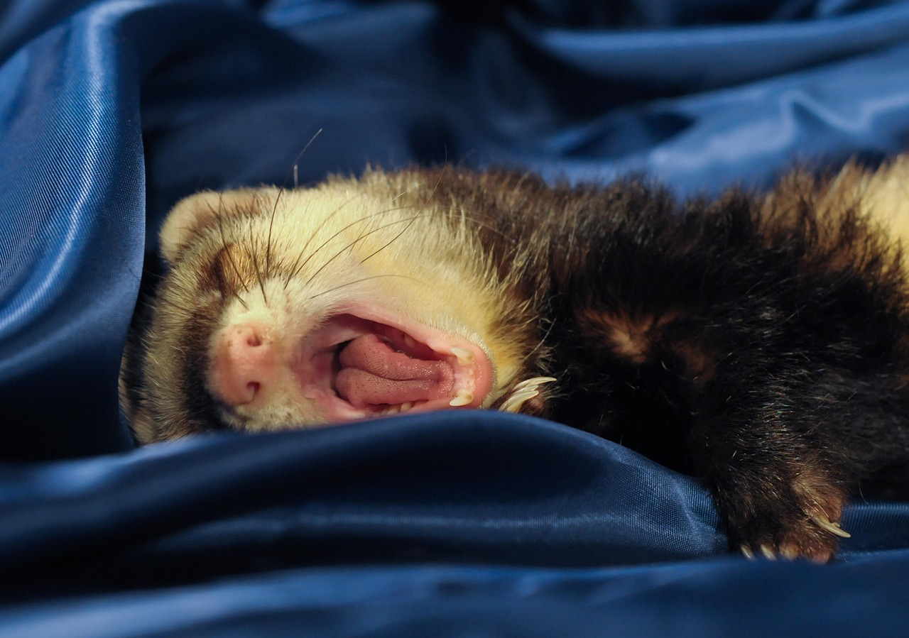 Domestic ferret exploring an indoor living space