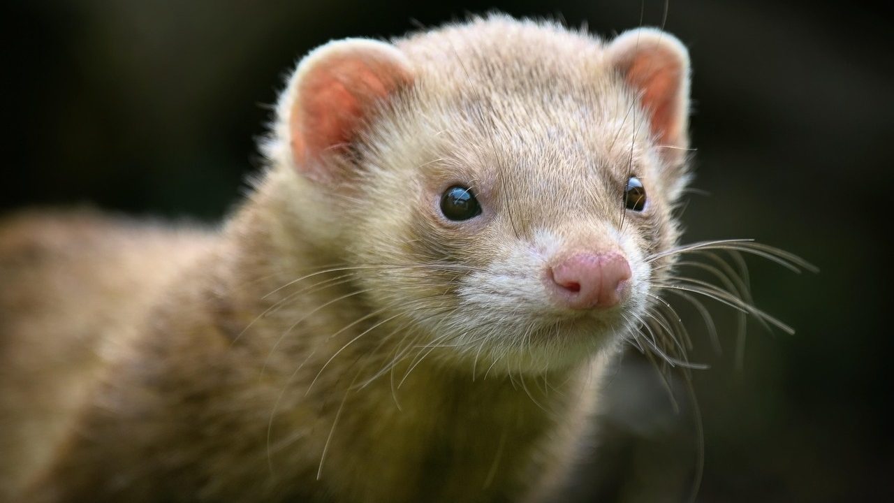 Close-up of a domestic ferret looking alert indoors
