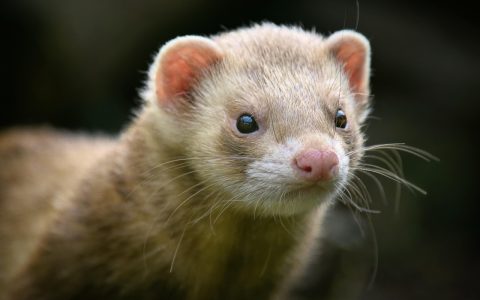 Close-up of a domestic ferret looking alert indoors