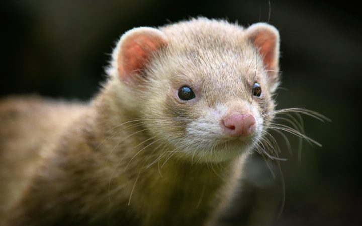 Close-up of a domestic ferret looking alert indoors