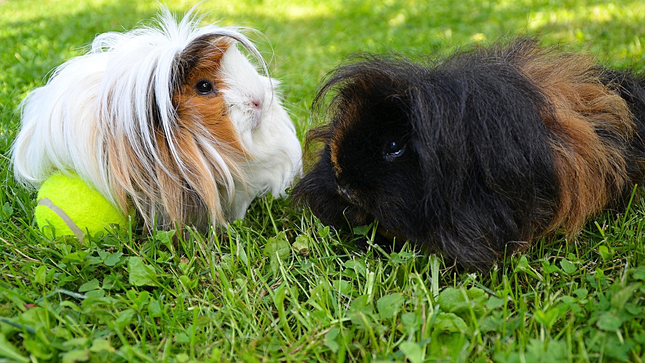 A person carefully brushing a long-haired guinea pig with a soft-bristle brush.