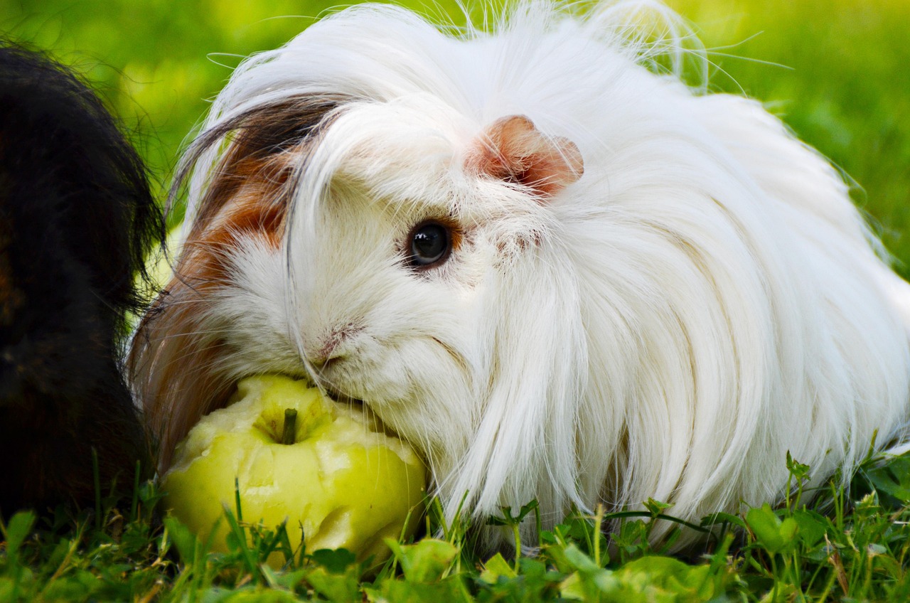 Close-up of a person safely trimming a guinea pig's nails with small clippers.