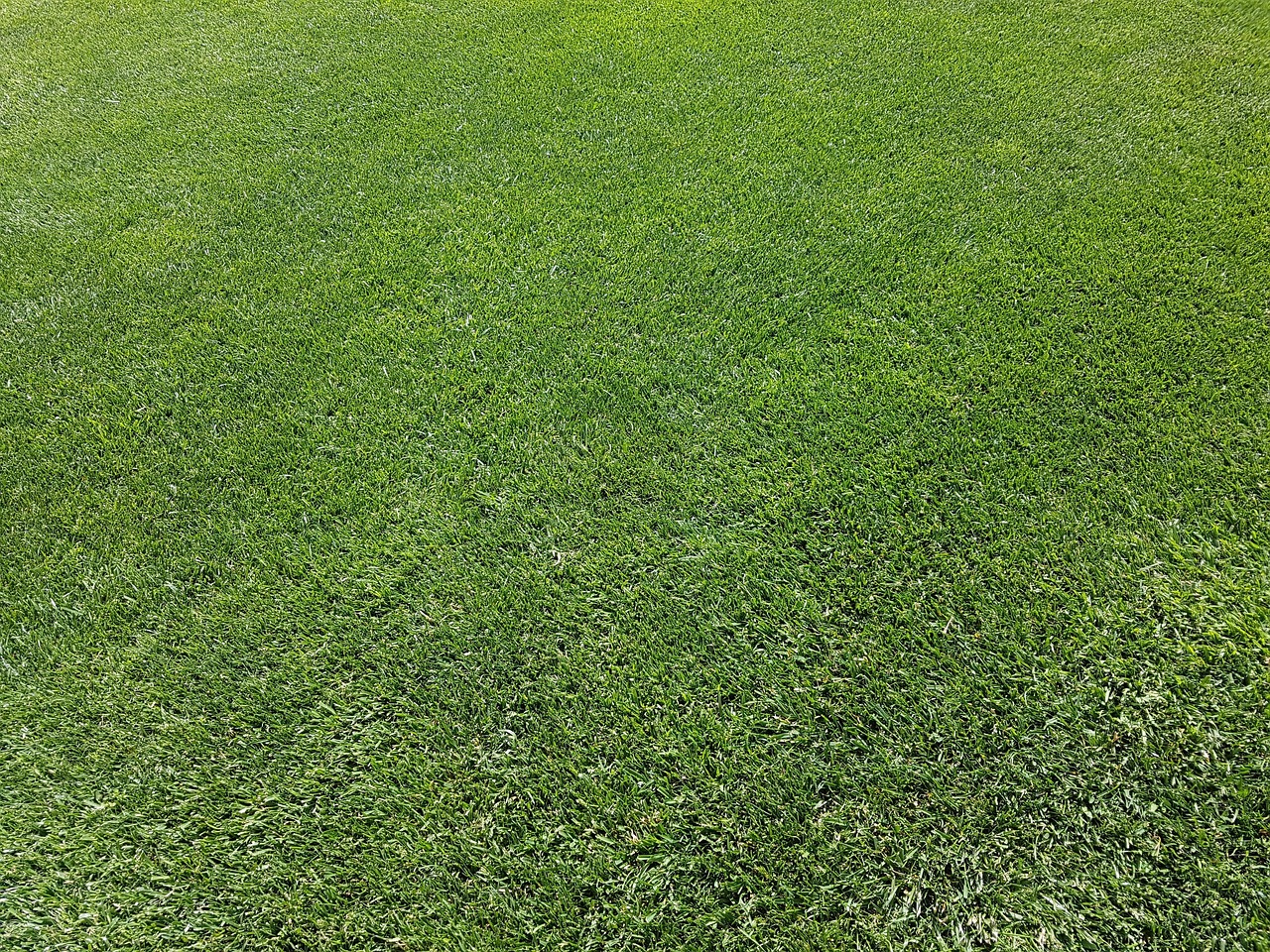 Residential lawn care professional maintaining a suburban yard