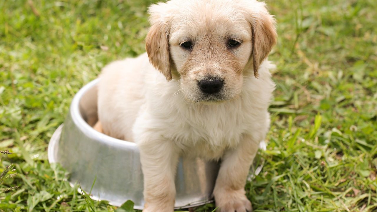 Golden Retriever drinking fresh water from a stainless steel bowl