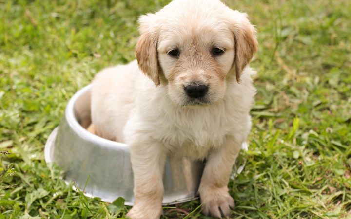 Golden Retriever drinking fresh water from a stainless steel bowl