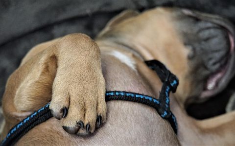 Veterinarian carefully examining a dog paw during a routine checkup.