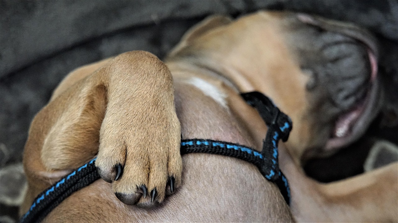 Veterinarian carefully examining a dog paw during a routine checkup.