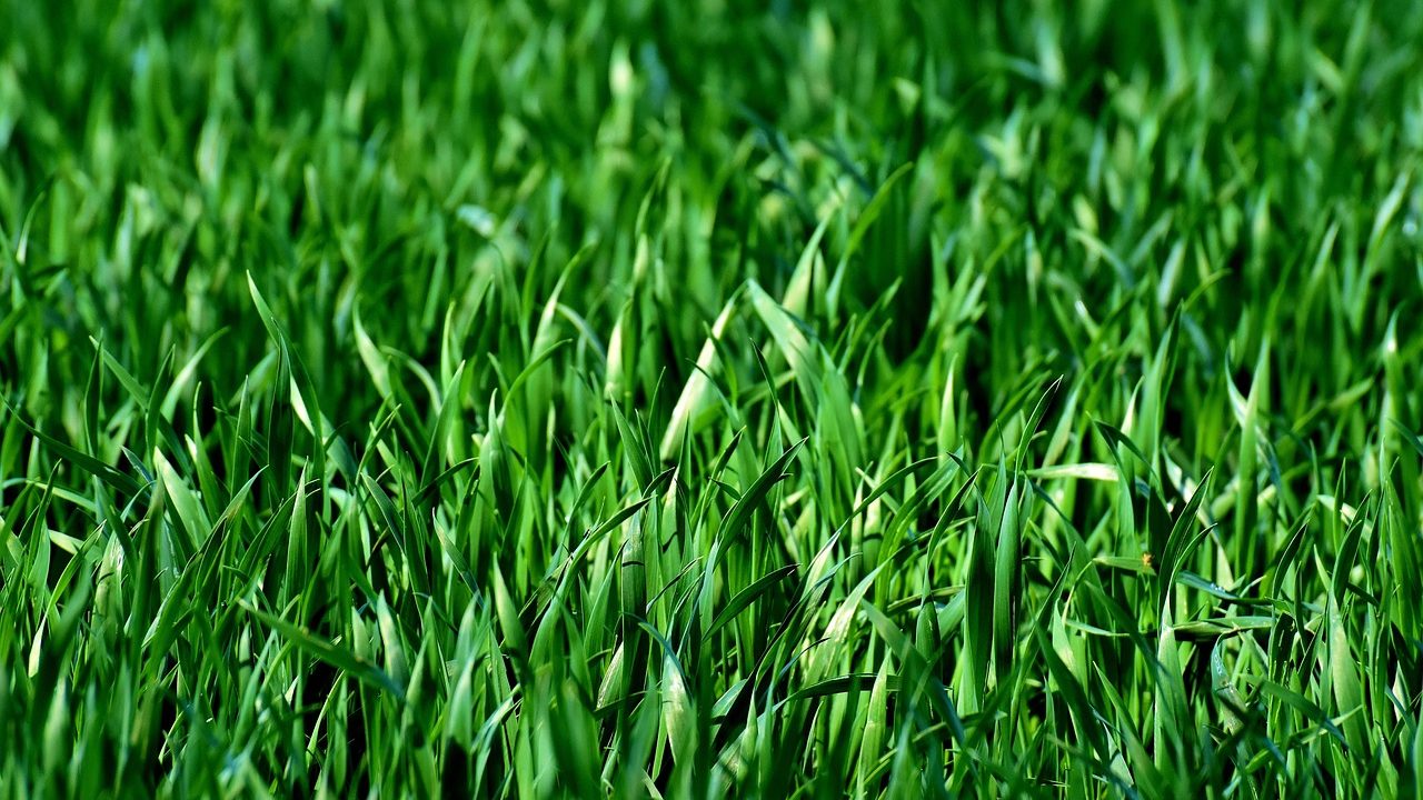 Water spraying across a lush green suburban lawn from an underground sprinkler head.