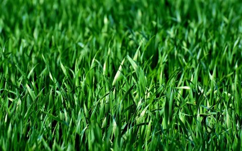 Water spraying across a lush green suburban lawn from an underground sprinkler head.