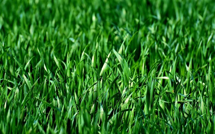 Water spraying across a lush green suburban lawn from an underground sprinkler head.