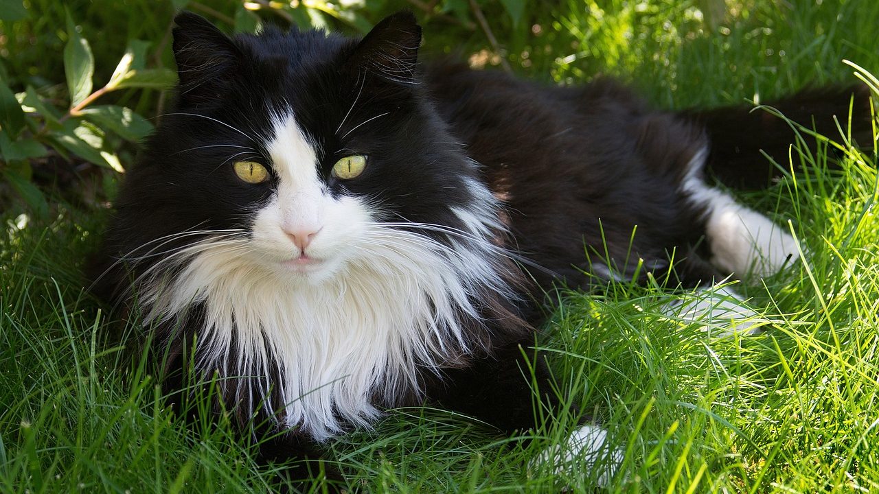 A long-haired cat relaxing while being gently brushed by its owner.