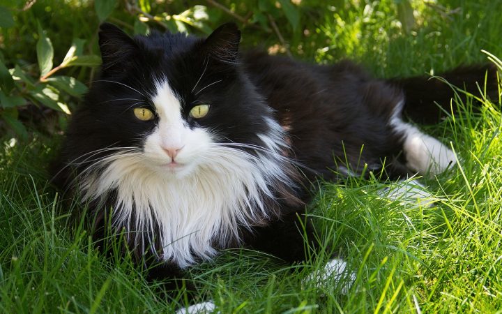A long-haired cat relaxing while being gently brushed by its owner.