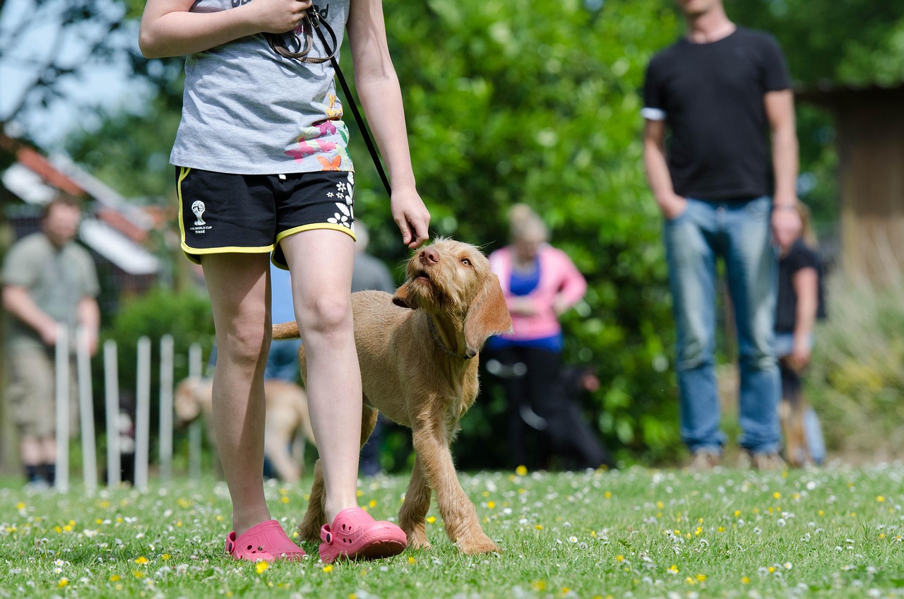Dog owner practicing obedience training in a living room