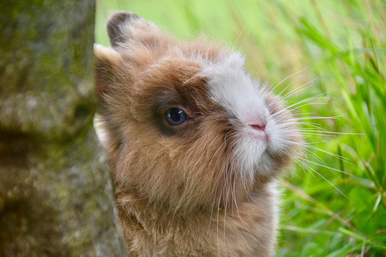 Person carefully trimming a rabbit's nails in good lighting
