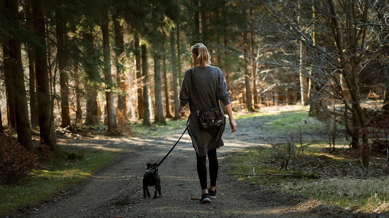 An older dog walking safely across a hardwood floor covered with a non-slip runner rug.