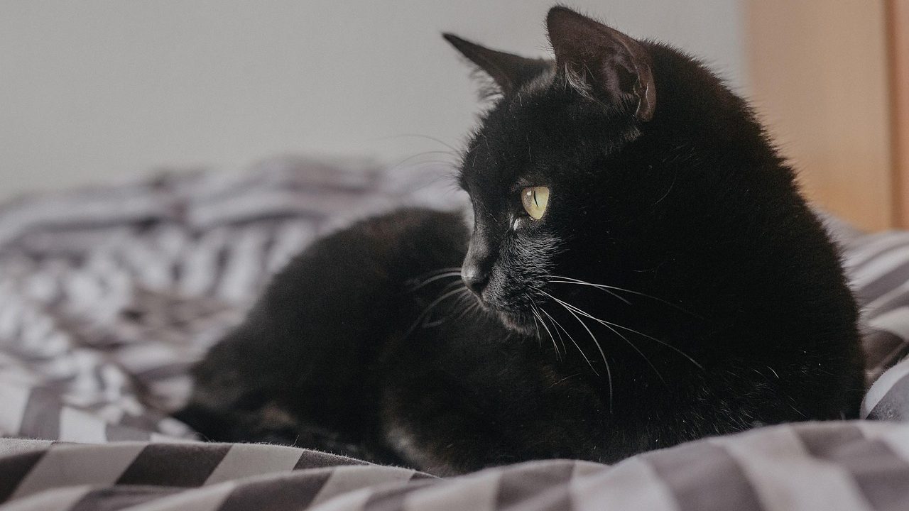 An elderly cat resting comfortably on a soft blanket indoors.