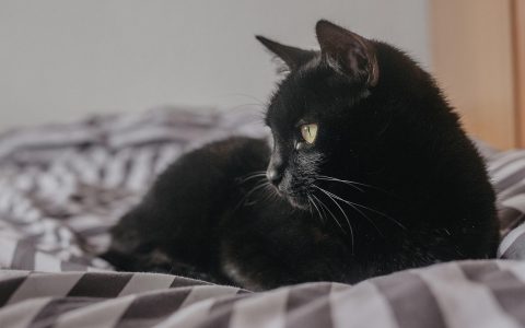 An elderly cat resting comfortably on a soft blanket indoors.