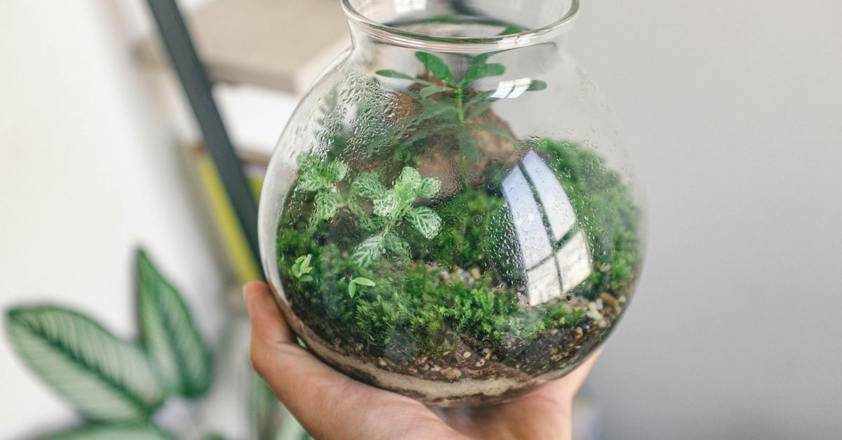 A digital hygrometer and thermometer mounted securely inside a glass amphibian enclosure.