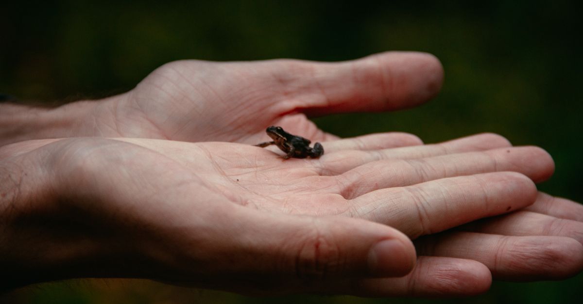 An exotic animal veterinarian carefully inspecting a pet frog during a routine health checkup.