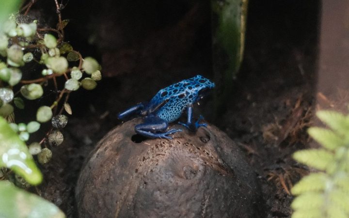 A lush glass terrarium setup designed for pet amphibians with live tropical plants and clean substrate.