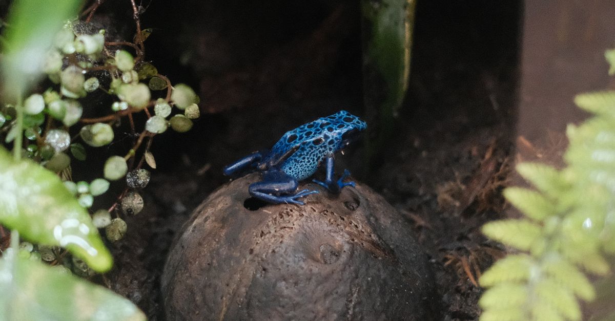 A lush glass terrarium setup designed for pet amphibians with live tropical plants and clean substrate.