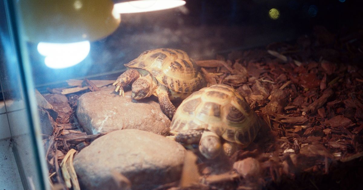Close-up of a reptile enclosure screen top with mounted lighting fixtures.