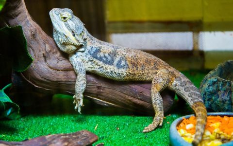 A healthy bearded dragon resting inside an indoor glass terrarium setup.