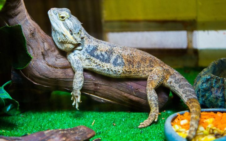 A healthy bearded dragon resting inside an indoor glass terrarium setup.