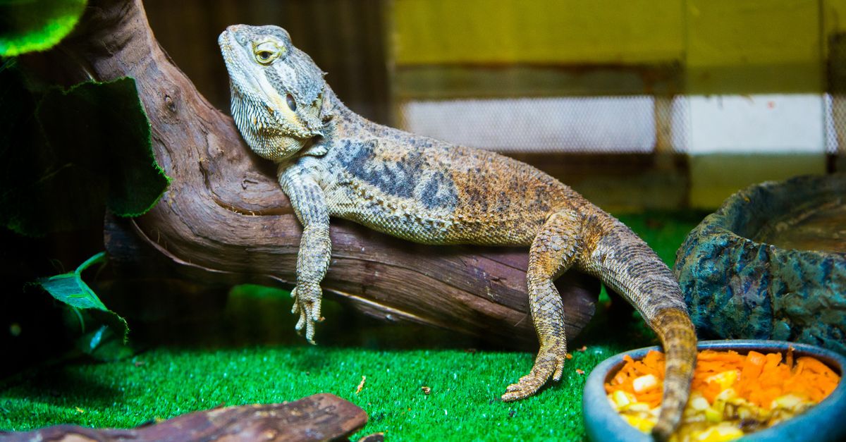 A healthy bearded dragon resting inside an indoor glass terrarium setup.