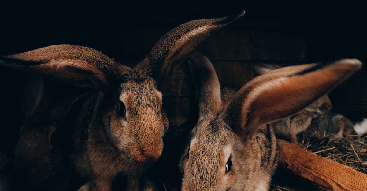 Two bonded indoor rabbits sharing a hay feeder