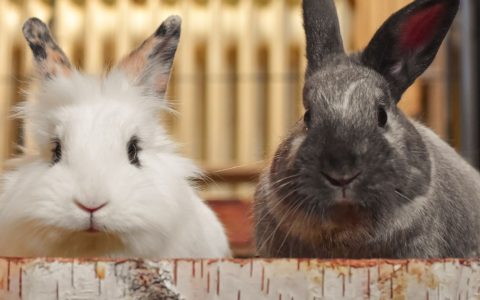 Two domestic rabbits sniffing each other in a neutral hallway