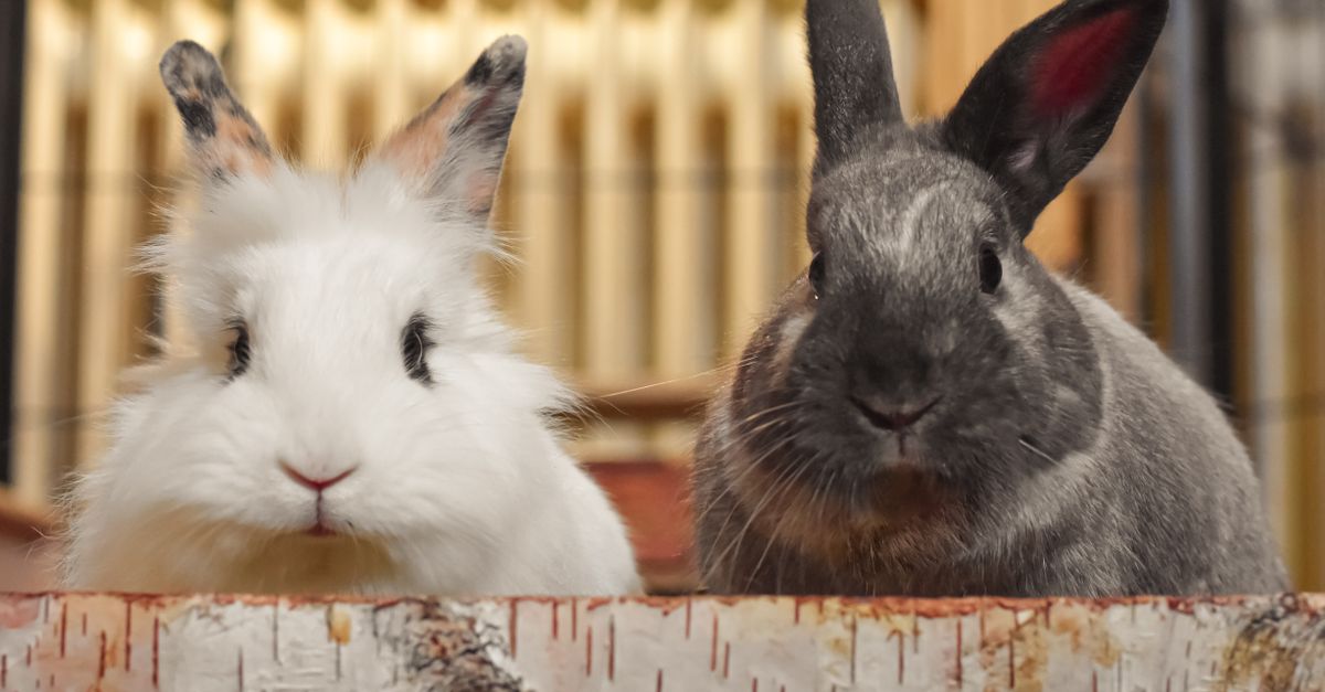 Two domestic rabbits sniffing each other in a neutral hallway